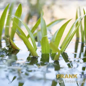 Krebsschere/Wasseraloe, Stratiotes aloides, lose Pflanze Must-Have